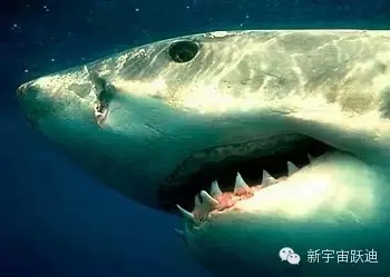 充電市場(chǎng)巨頭博弈：國(guó)網(wǎng)撤了 鯰魚來(lái)了 鯊魚也來(lái)了