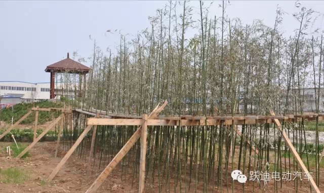 春暖花開、綠色躍迪---躍迪集團(tuán)綠化工作進(jìn)行中！