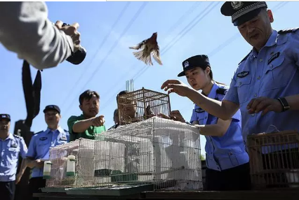 保護(hù)候鳥|躍迪移動(dòng)警務(wù)室——北京首個(gè)濕地移動(dòng)森林警務(wù)執(zhí)法站